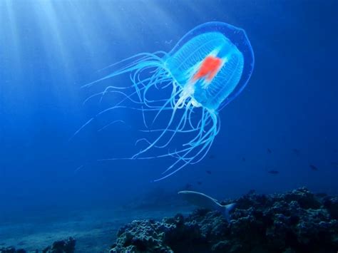 Immortal Jellyfish: Why Turritopsis Dohrnii Called "Immortal Jellyfish"?