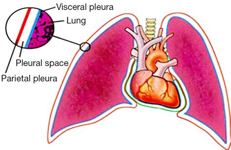 Pleura And Pleural Recesses Anatomy Qa