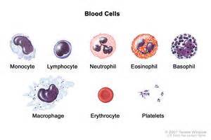 Monocytes - National Library of Medicine - PubMed Health