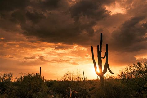 10 Reasons to Visit Saguaro National Park in Arizona - Back o' Beyond