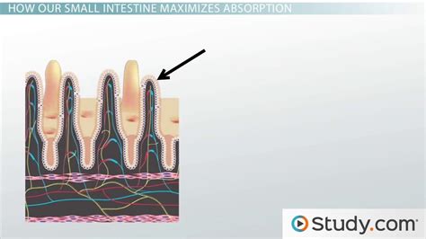 Villi: Function, Definition & Structure - Video & Lesson Transcript | Study.com