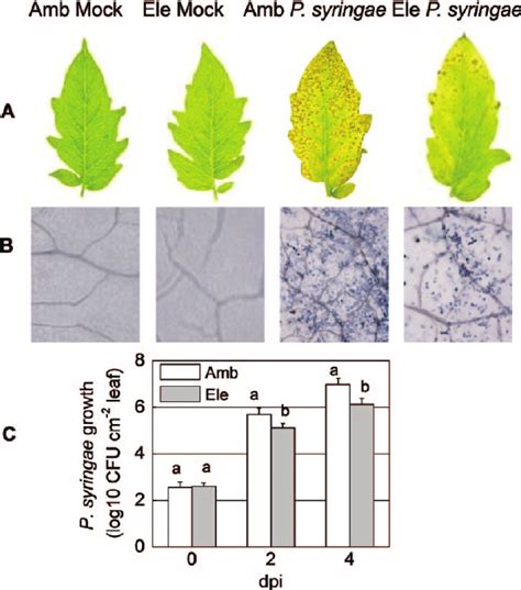 Effects of Pseudomonas syringae infection on tomato plants grown under... | Download Scientific ...