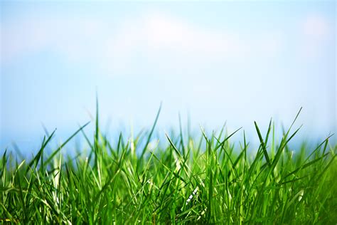 Free photo: Green grass - Backdrop, Isolated, Summer - Free Download - Jooinn