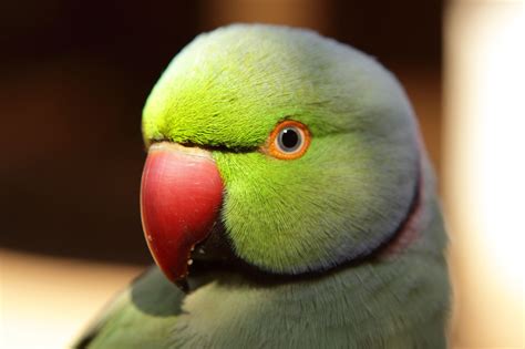 Facts About Indian Ringneck Parakeets