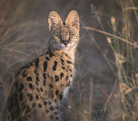 Serval | Wild cats, Serval cats, Cats