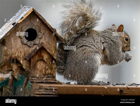 Squirrel finds some bird seed next to the bird house Stock Photo - Alamy