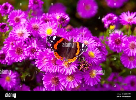 An admiral butterfly on the flowers of an aster hi-res stock ...