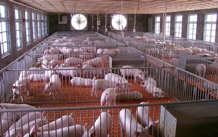 Rational and Scientific Pig Farm Design Helps Pig Business