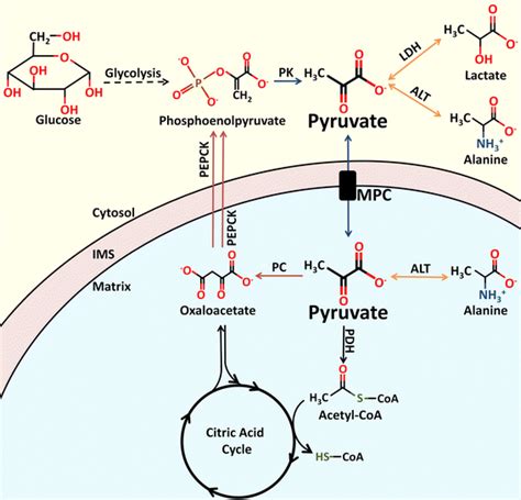 Regulation of pyruvate metabolism and human disease | SpringerLink