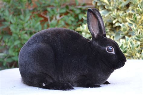 black baby rabbits - Google Search | Show rabbits, Rabbit, Rabbit breeds