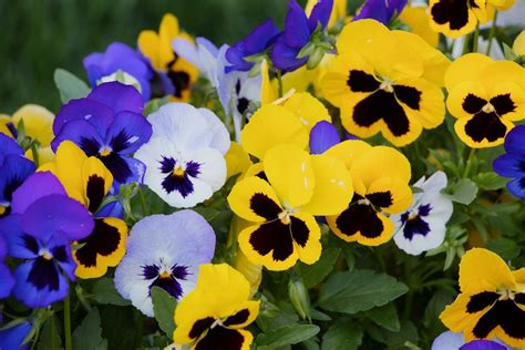 Winter pansies gardening guide: When to plant and how to care for them ...