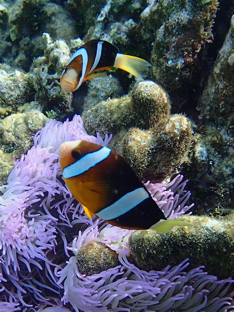 Snorkeling at Bunaken Timur | Snorkeling in Sulawesi, Indonesia