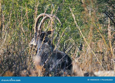 CURVED HORNS of SABLE ANTELOPE BEHIND VEGETATION Stock Image - Image of surface, buck: 106026235