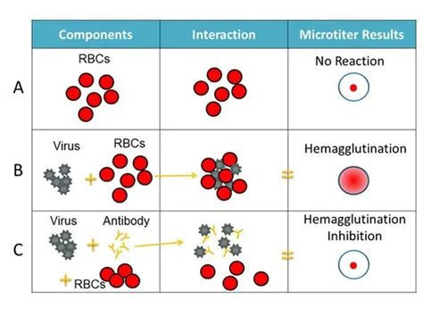 Hemagglutination Inhibition Test (HAI): Principle, procedure, result and interpretations