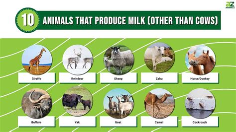 10 Animals That Produce Milk (Other Than Cows) - A-Z Animals