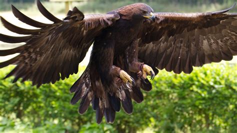 Wallpaper Golden Eagle, Mexico, bird, animal, nature, wings, brown, green grass, tourism ...