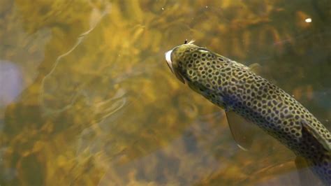 Under Water Shot Of Brown Trout Swimming Stock Footage SBV-311894542 - Storyblocks