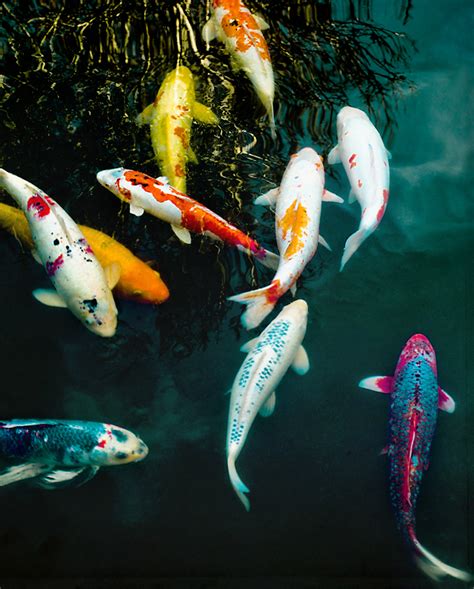 #colorsofkoifish | Koi fish, Koi, Koi pond