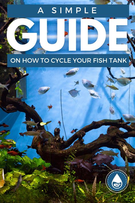 A Simple Guide On How To Cycle Your Fish Tank