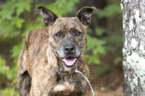 Happy Senior Brindle Dutch Shepherd Mix Breed Dog Outside Stock Photo - Image of female, animal ...