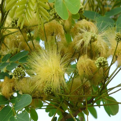 Albizia Lebbeck, Frywood - 0.5 kg Seeds - KS GARDEN NURSERY