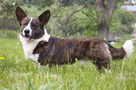 Cardigan Welsh Corgi Info, Temperament Puppies, Pictures