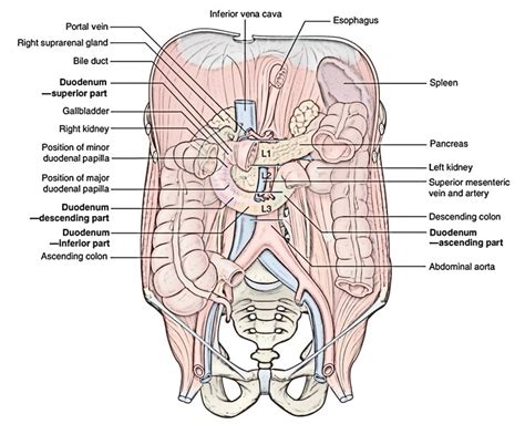 Duodenum – Earth's Lab