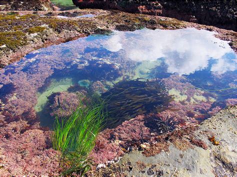 Tide Pools oregon Coast Map | secretmuseum