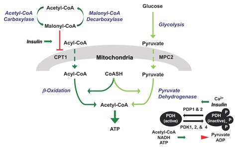 Antioxidants | Free Full-Text | Inhibition of Pyruvate Dehydrogenase in the Heart as an ...