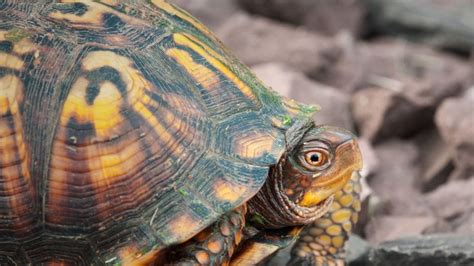 Box Turtle Hibernation: What You Need To Know – The Turtle Hub