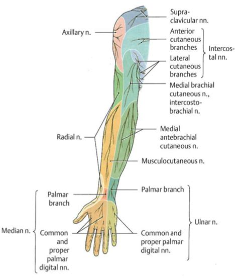 Dental Medicine 511 > Wright > Flashcards > Arm, Cubital Fossa, Elbow | StudyBlue