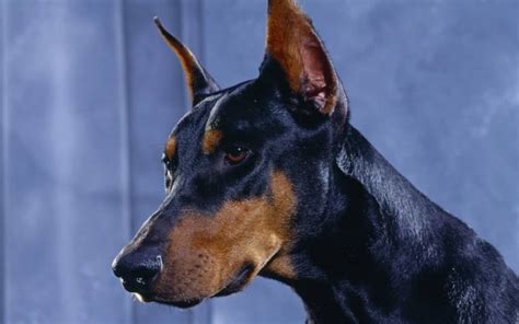 51 Incredible Doberman Pinscher Dog Images & 4K Wallpaper | Picsmine