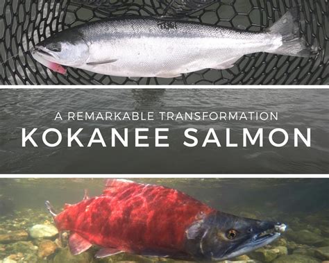 Where to see Utah's spawning kokanee salmon