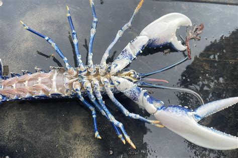 One-in-two-million chance as rare blue lobster is caught in Belfast Lough