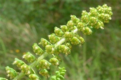 Ambrosia artemisiifolia