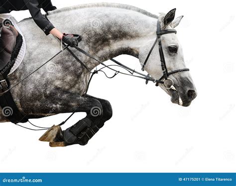 Gray Horse in Jumping Show, on White Background Stock Image - Image of ...