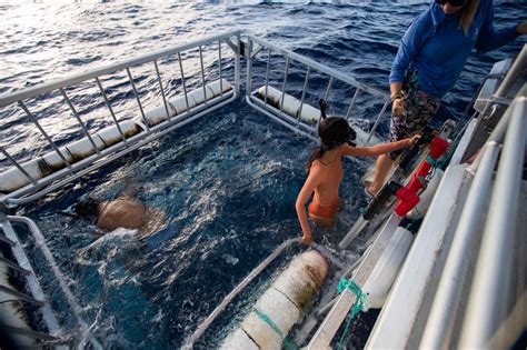 North shore shark adventures shark diving tours honolulu oahu – Artofit