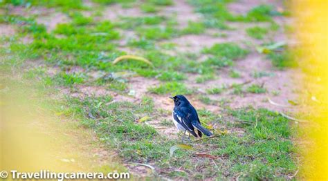 Birds around The Westin Sohna Resorts & Spa | Resort spa, Resort, Water boat