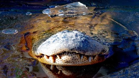 Gators Hibernate in Frozen NC Swamp With Noses Sticking Out of Water – NBC 6 South Florida