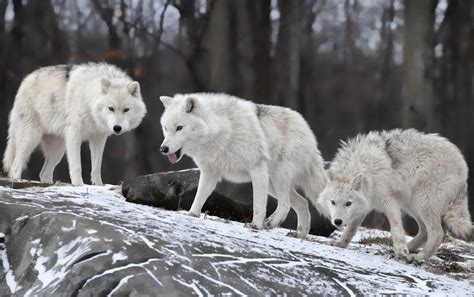 white wolf pack photo | One Big Photo