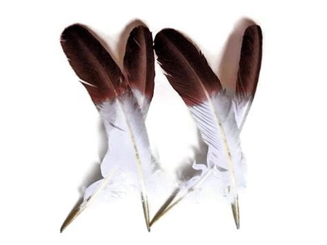 Eagle Feathers 6 Pieces Brown Tipped imitation - Etsy