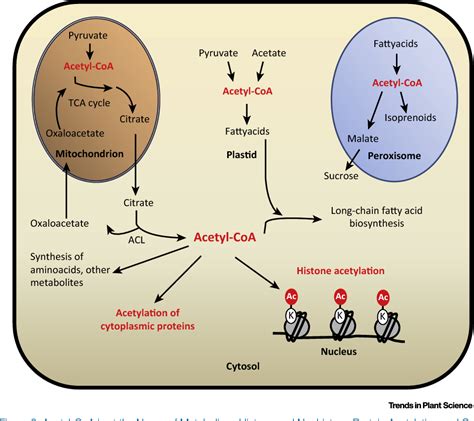 Figure 2 from Histone Acetylation Enzymes Coordinate Metabolism and ...