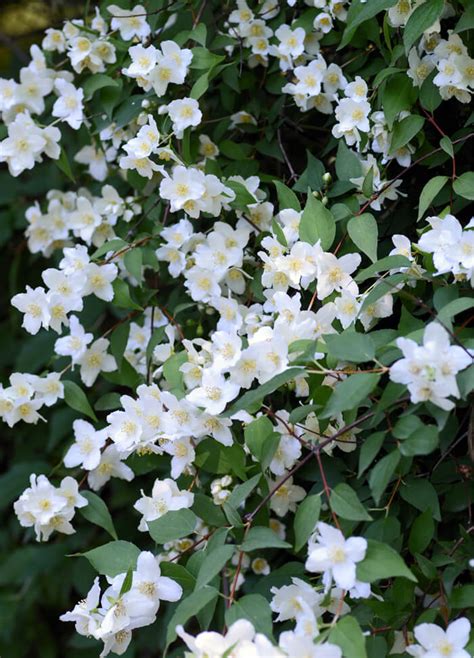 Philadelphus lewisii - Mock Orange for sale - Red Panda Nursery