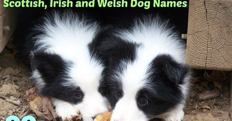 39+ Scottish Border Collie Names Image - Bleumoonproductions