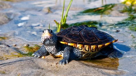 Free photo: Diamondback Terrapin - Animal, Nature, Terrapin - Free ...