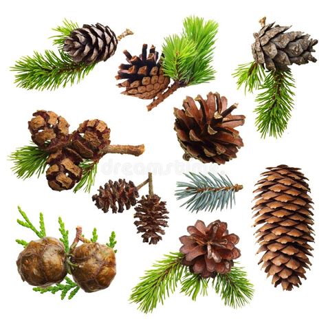 Set Of Fir Evergreen Tree Branches And Cones Stock Photo - Image: 44831310