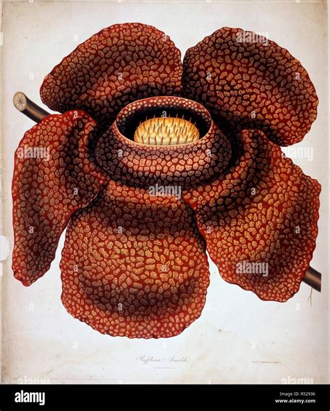 Rafflesia Arnoldi. c.1825. Rafflesia Arnoldi. Two thirds of natural size. Coloured line ...