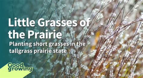 Little grasses of the prairie | Good Growing | Illinois Extension | UIUC