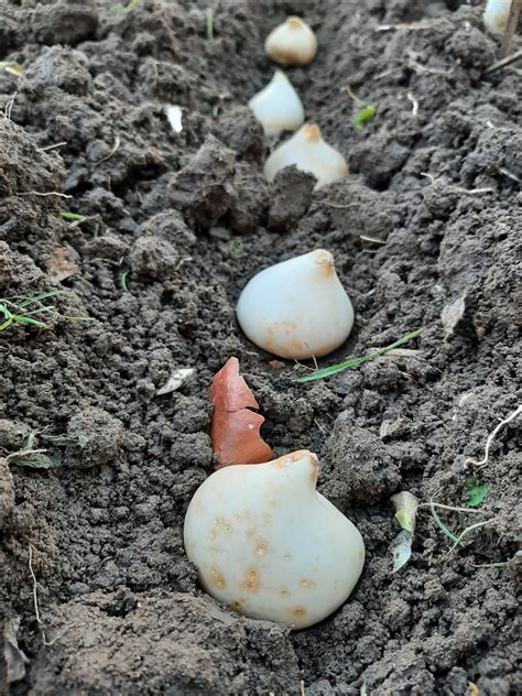 Planting Tulips - DecorateLife