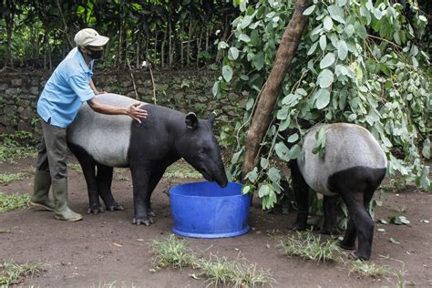 Zoo Keeper Feeding Animals